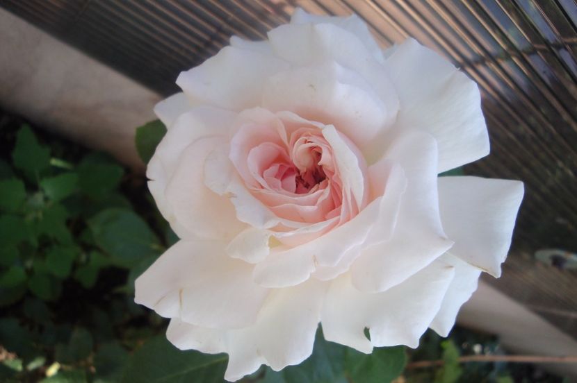  - Alexandra Princesse de Luxembourg