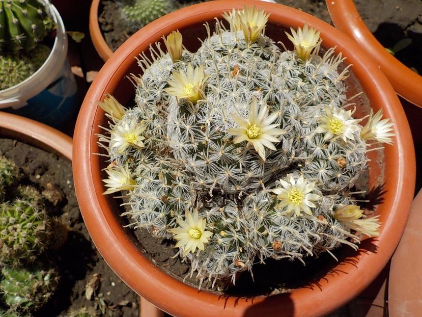  - mammillaria plumosa