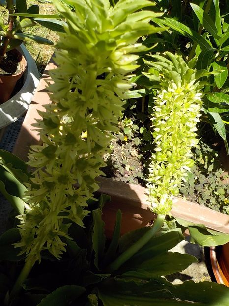  - eucomis