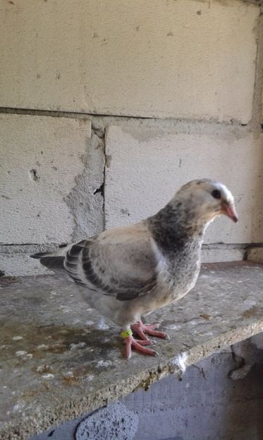  - Pui Albastri si Cuci 2017