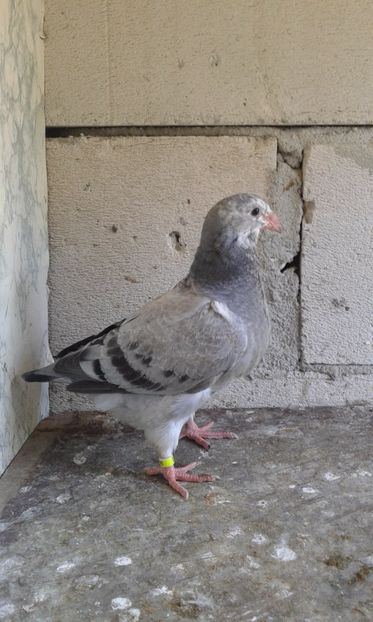  - Pui Albastri si Cuci 2017