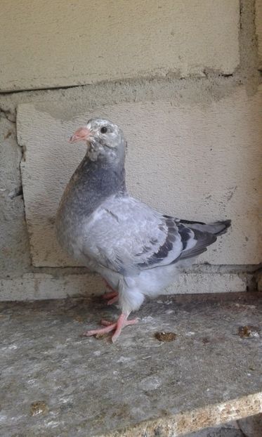  - Pui Albastri si Cuci 2017