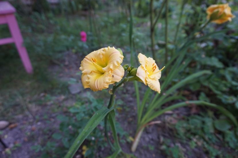  - Hemerocallis 2017
