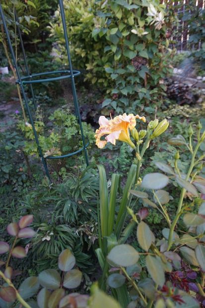  - Hemerocallis 2017
