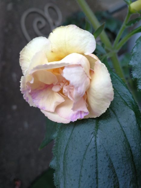  - Yellow English Rose