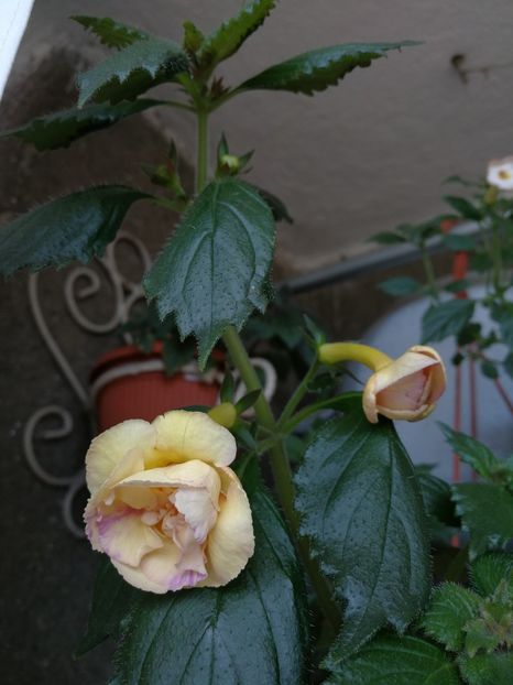  - Yellow English Rose