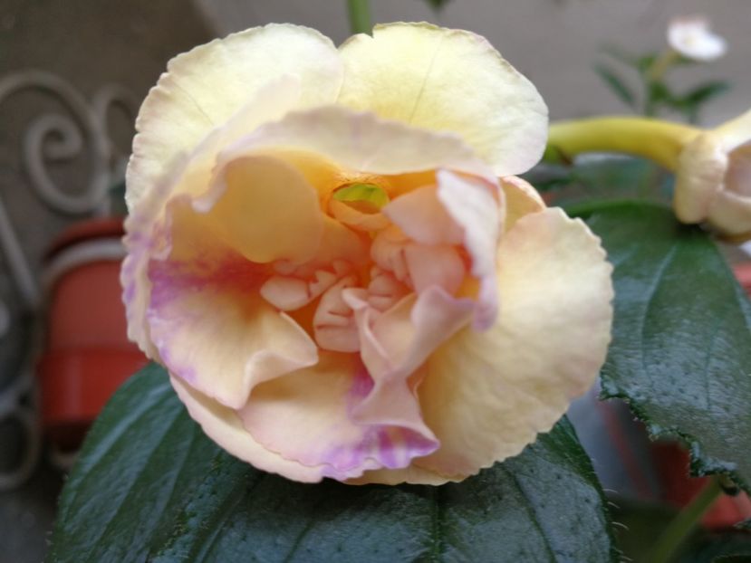  - Yellow English Rose