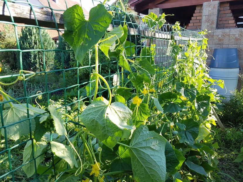 Pe la castraveti - 03 Gradinuta de legume 2017