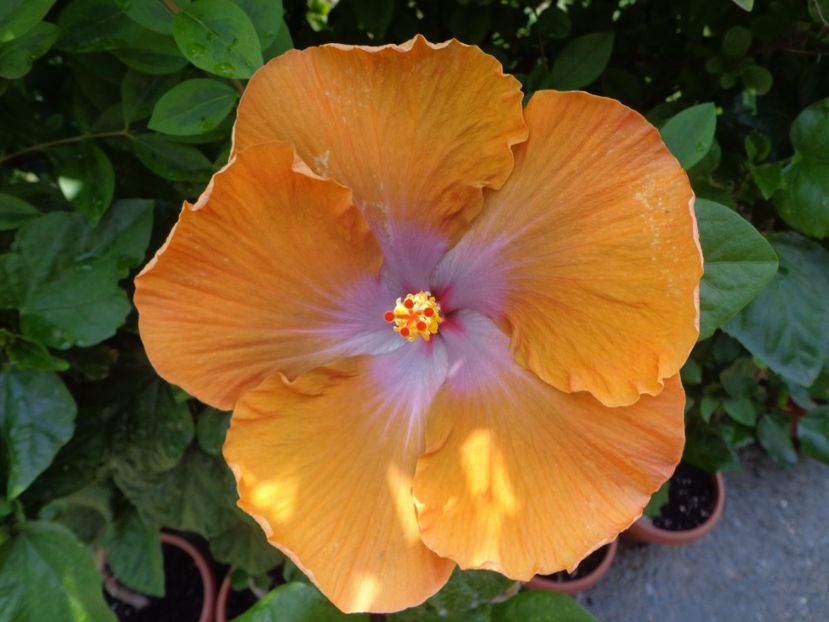 TAH. SOPHISTICATION - A- HIBISCUS 2017