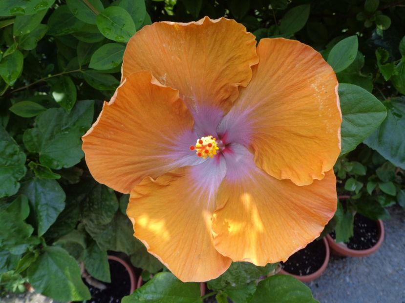  - A- HIBISCUS 2017