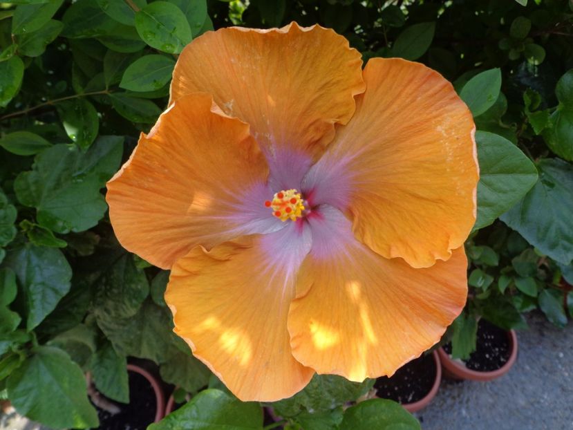  - A- HIBISCUS 2017