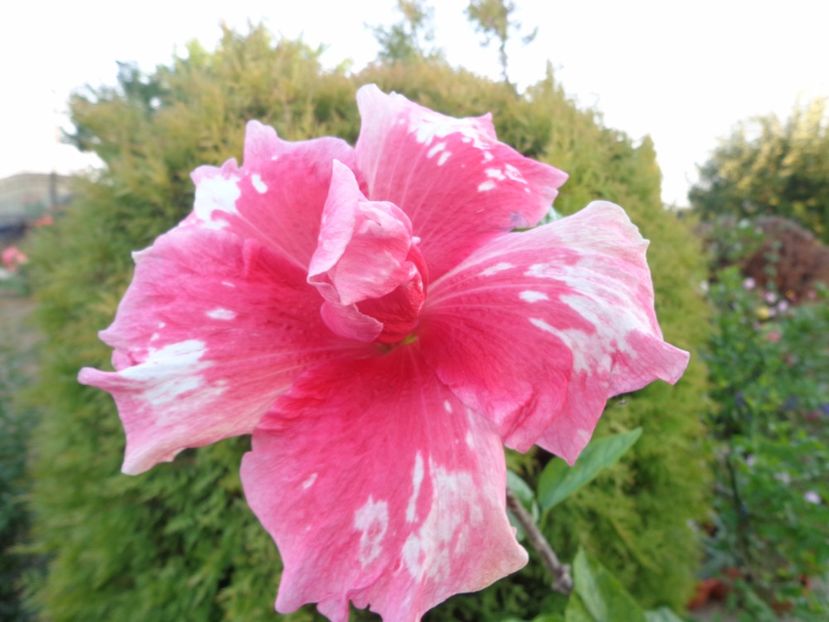  - A- HIBISCUS 2017
