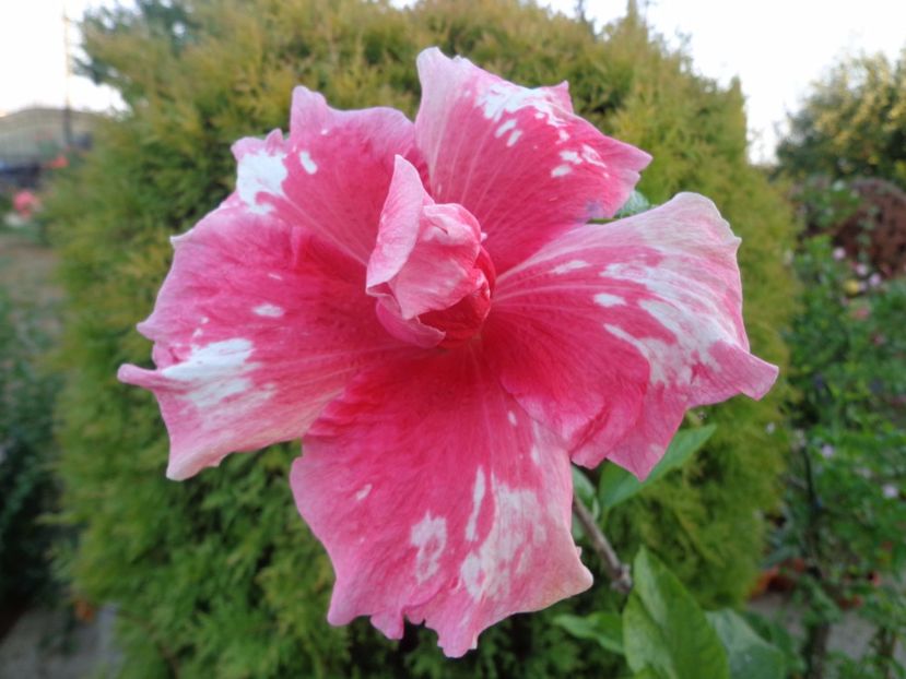  - A- HIBISCUS 2017