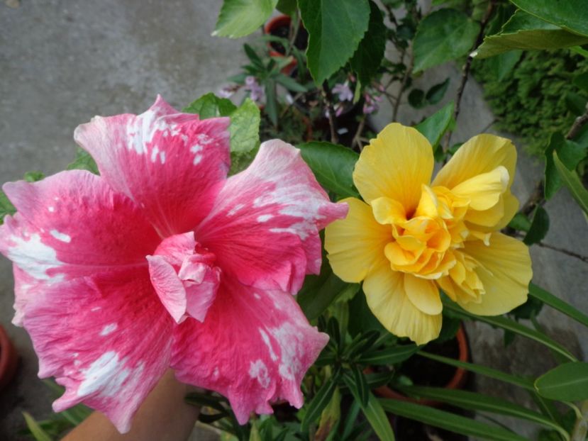  - A- HIBISCUS 2017