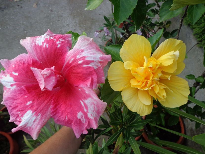  - A- HIBISCUS 2017