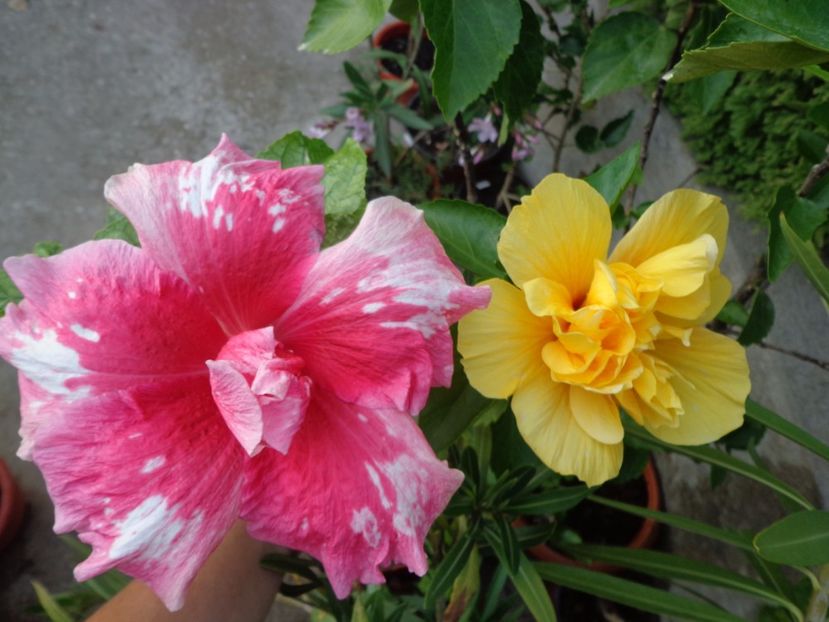  - A- HIBISCUS 2017