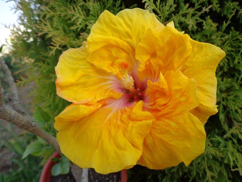 HIBISCUS VILLA LA ANA - A- HIBISCUS 2017