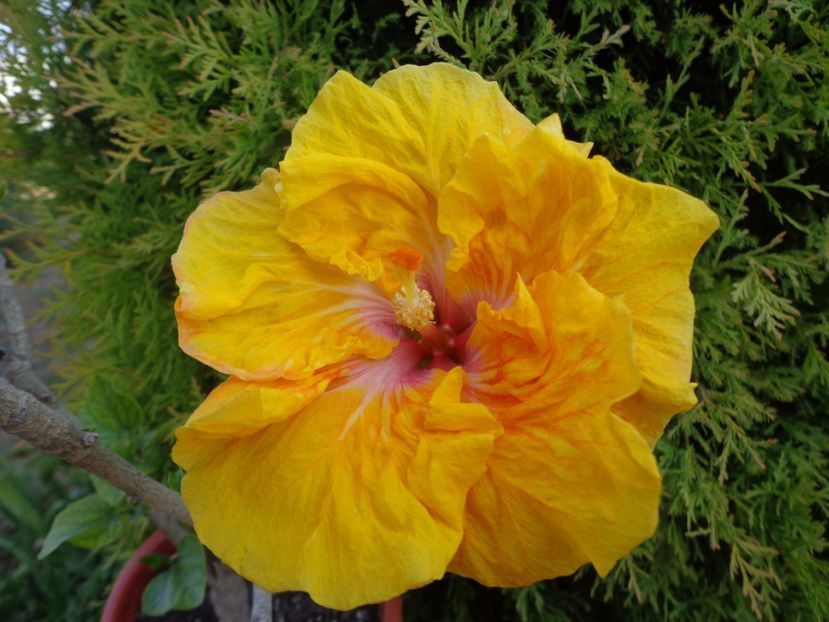  - A- HIBISCUS 2017