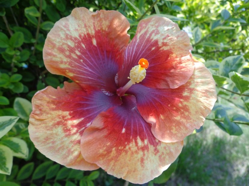  - A- HIBISCUS 2017