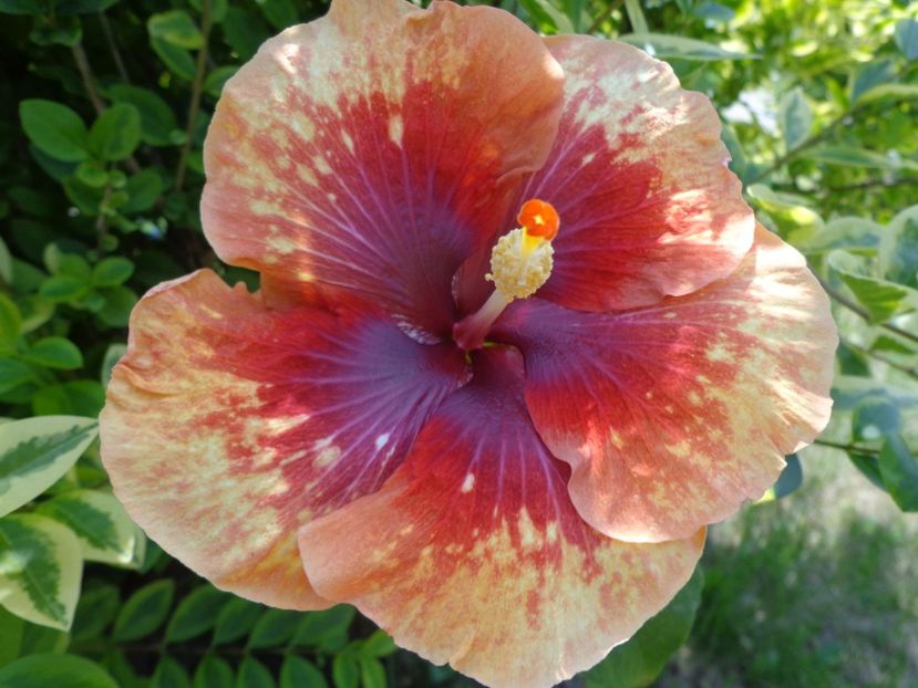  - A- HIBISCUS 2017