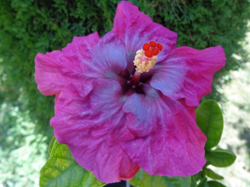  - A- HIBISCUS 2017
