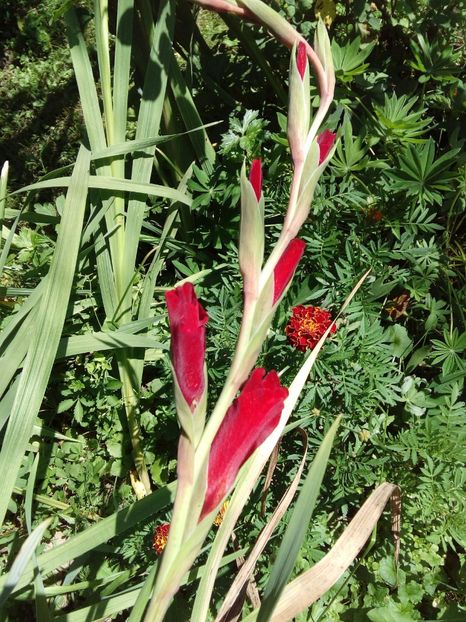  - AAAA_GLADIOLE 2015_2017_2018_2019