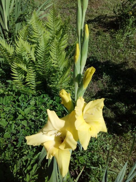  - AAAA_GLADIOLE 2015_2017_2018_2019