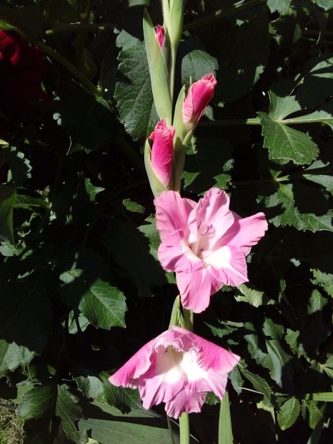  - AAAA_GLADIOLE 2015_2017_2018_2019