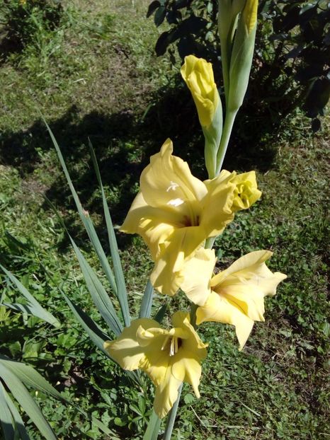  - AAAA_GLADIOLE 2015_2017_2018_2019