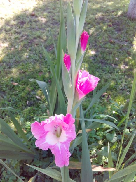  - AAAA_GLADIOLE 2015_2017_2018_2019