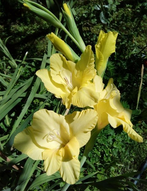  - AAAA_GLADIOLE 2015_2017_2018_2019