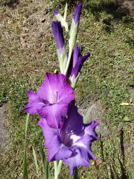  - AAAA_GLADIOLE 2015_2017_2018_2019