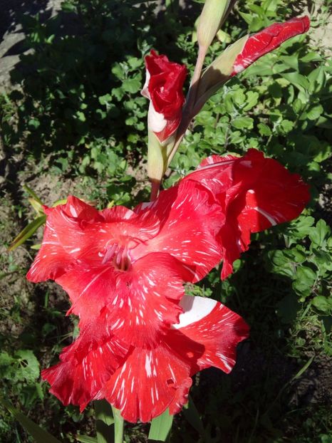  - AAAA_GLADIOLE 2015_2017_2018_2019