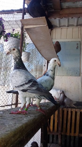 femele 2015 - voiajori germani 2017