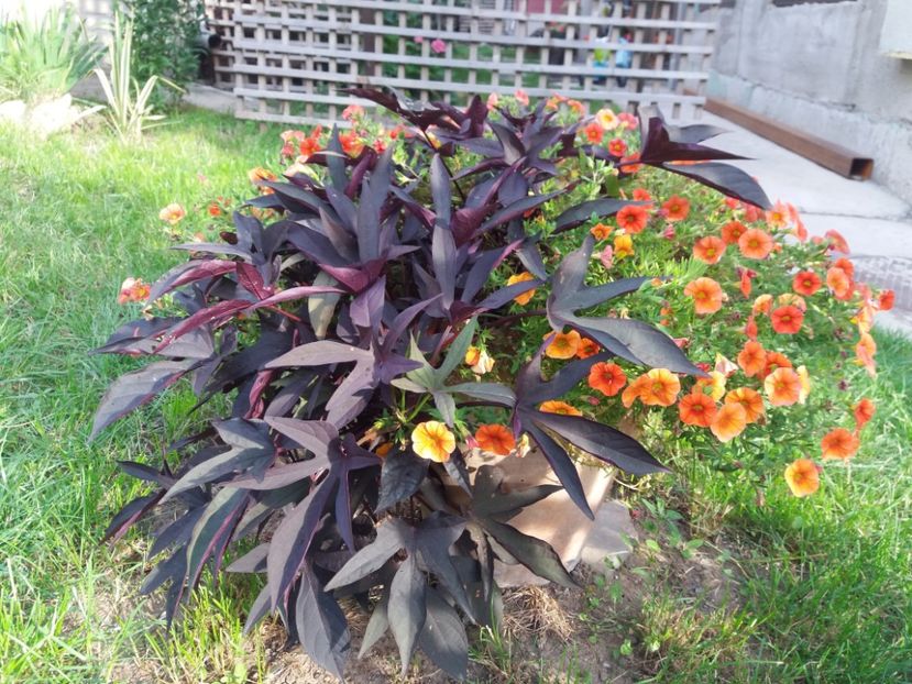  - Ghivece și jardiniere