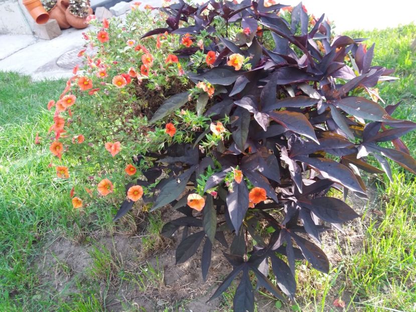  - Ghivece și jardiniere