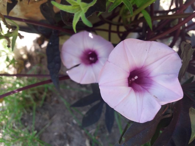  - Ghivece și jardiniere