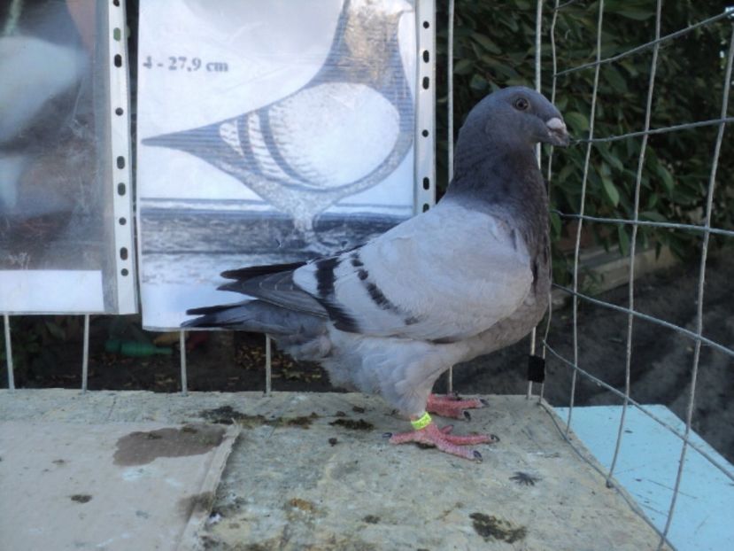  - PUI GIANT HOMER 2017