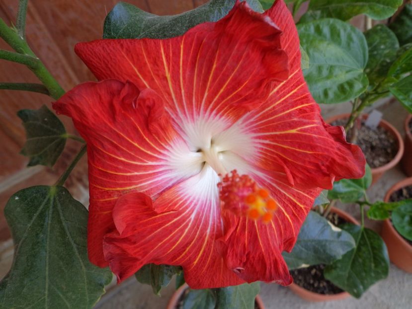  - HIBISCUS LEMON BY LOLLIPOP