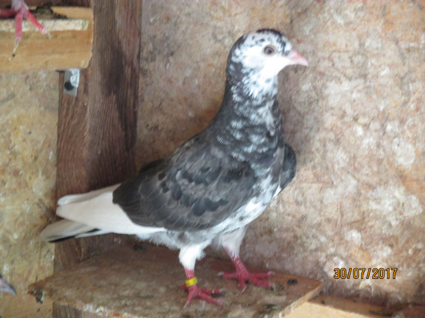 Mascul 2017 - Z ARHIVA ROLLER DE BIRMINGHAM 2017