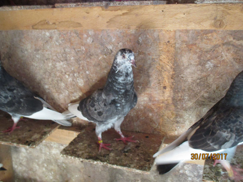 Mascul 2017 - Z ARHIVA ROLLER DE BIRMINGHAM 2017