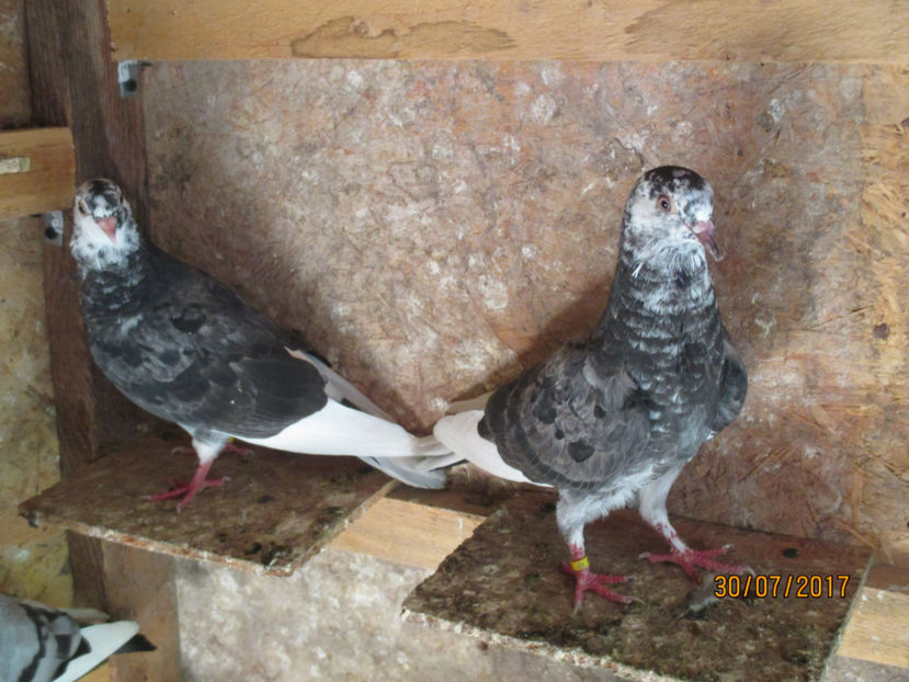 Masculi 2017 - Z ARHIVA ROLLER DE BIRMINGHAM 2017