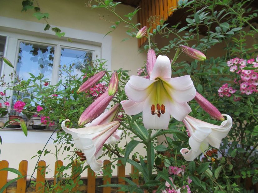 Lilium Regale (2) - Crini in 2017