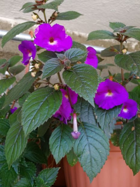  - Achimenes 2017