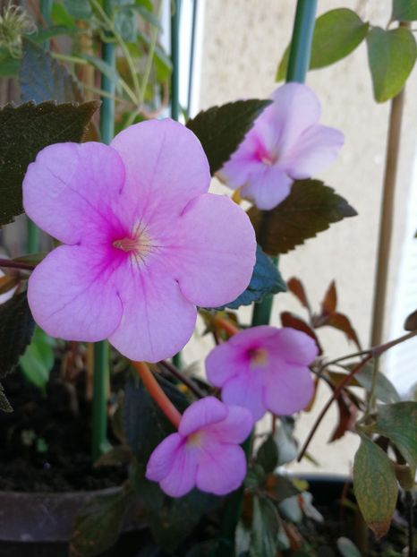  - Achimenes 2017