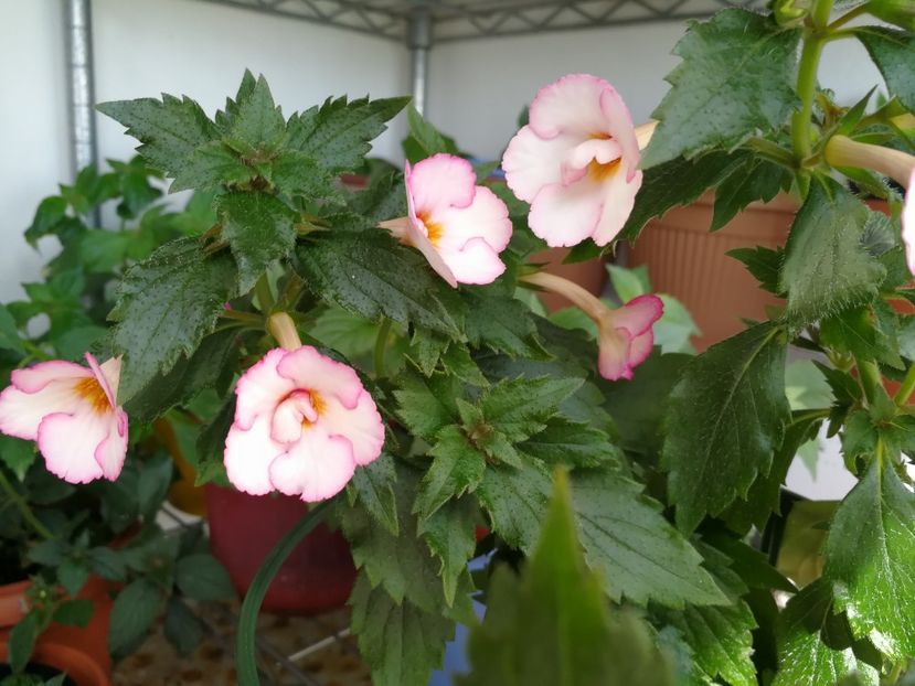  - Achimenes 2017