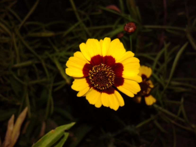  - Coreopsis