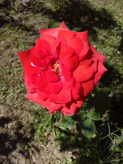  - TRANDAFIRI 2017_2018