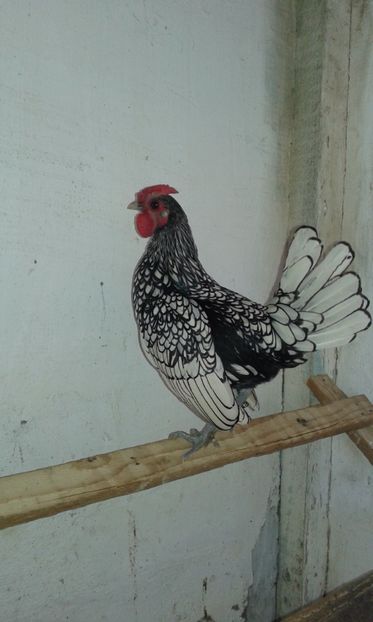 Donat la tombola expoziției județene - 3 - Donez