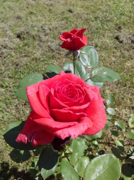  - TRANDAFIRI 2017_2018